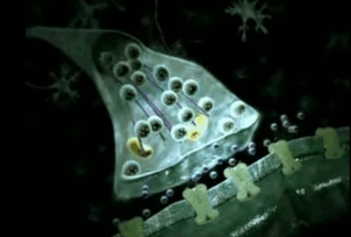 Animation of neurotransmitters crossing a synaptic cleft